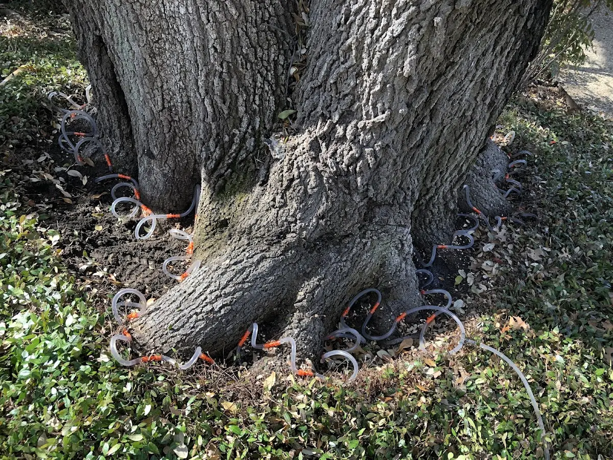 Detailed Tree Cabling and Bracing job site in Murfreesboro